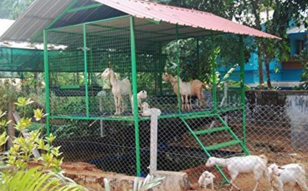 Desain Kandang Kambing Mewah